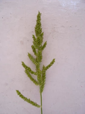 Echinochloa crus-galli,
arrocillo,
barnyard grass,
barnyardgrass,
cockspur,
cockspur grass,
echinochloa pied-de-coq,
gew&ouml;hnliche H&uuml;hnerhirse,
Giavone comune,
H&uuml;hnerhirse,
Japanese millet,
large barnyard grass,
pata de gallo