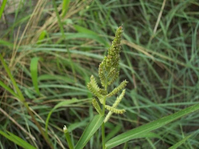 Echinochloa crus-galli,
arrocillo,
barnyard grass,
barnyardgrass,
cockspur,
cockspur grass,
echinochloa pied-de-coq,
gew&ouml;hnliche H&uuml;hnerhirse,
Giavone comune,
H&uuml;hnerhirse,
Japanese millet,
large barnyard grass,
pata de gallo