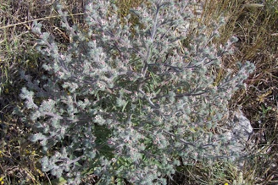 Echium asperrimum,
rough Italian-bugloss,
Viperina ruvidissima