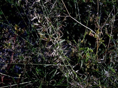 Candy grass Candy grass