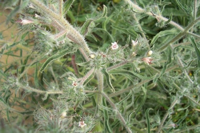 Echium asperrimum,
rough Italian-bugloss,
Viperina ruvidissima