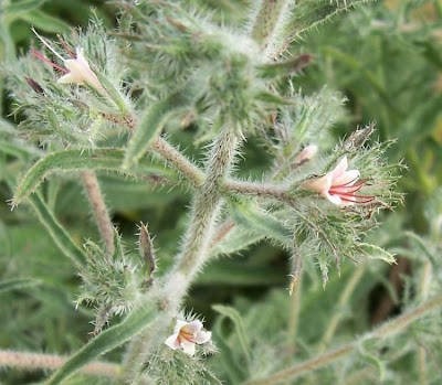 Echium asperrimum,
rough Italian-bugloss,
Viperina ruvidissima