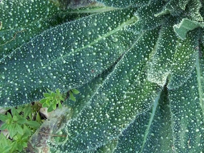 Echium asperrimum,
rough Italian-bugloss,
Viperina ruvidissima
