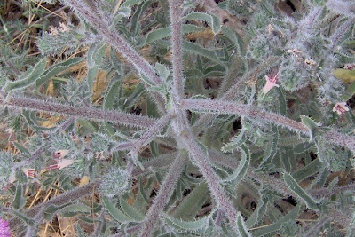 Echium asperrimum,
rough Italian-bugloss,
Viperina ruvidissima
