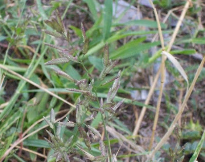 Panicella maggiore