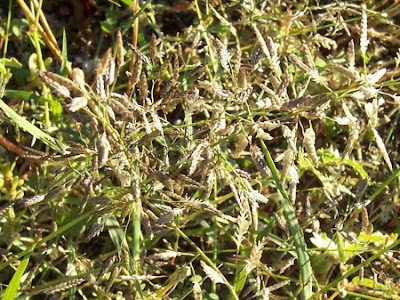 Panicella maggiore