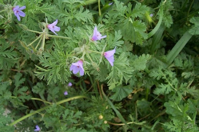 Common stork's bill Common stork's bill