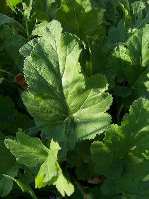 Malvenbl�ttriger Reiherschnabel