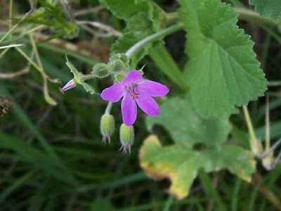 Malvenbl�ttriger Reiherschnabel
