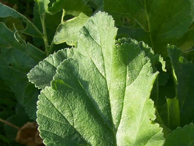 Malvenbl�ttriger Reiherschnabel