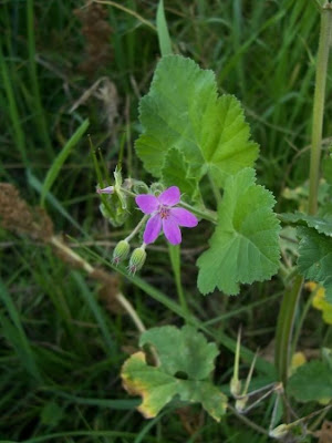 Malvenbl�ttriger Reiherschnabel