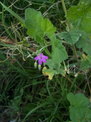 Malvenbl�ttriger Reiherschnabel