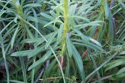 Albanian spurge Albanian spurge