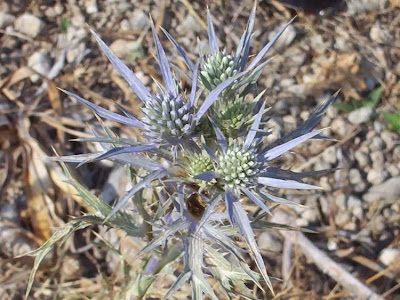 Calcatreppola ametistina