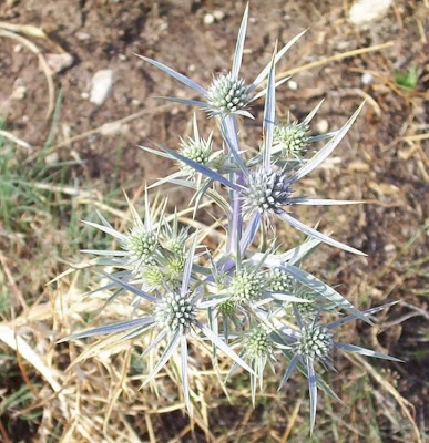 Calcatreppola ametistina