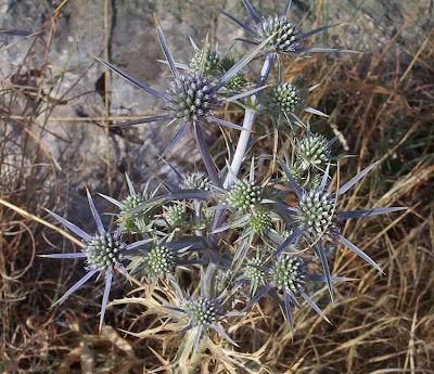 Calcatreppola ametistina