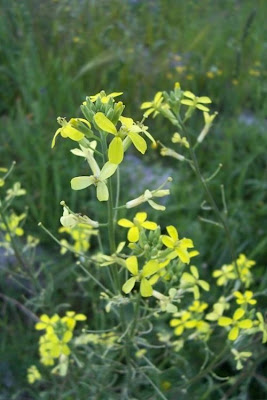 Big-stylus Erysimum Big-stylus Erysimum