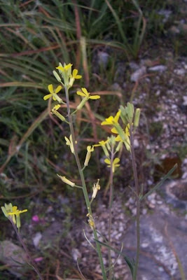 Big-stylus Erysimum Big-stylus Erysimum