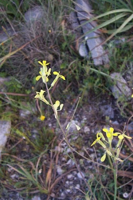 Big-stylus Erysimum Big-stylus Erysimum