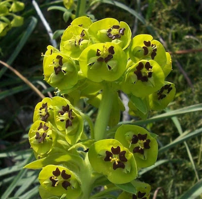 Albanian spurge Albanian spurge