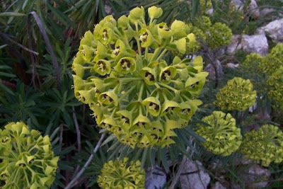 Albanian spurge Albanian spurge