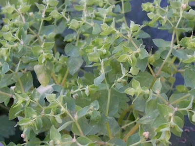 Alfavaca-venenosa Alfavaca-venenosa