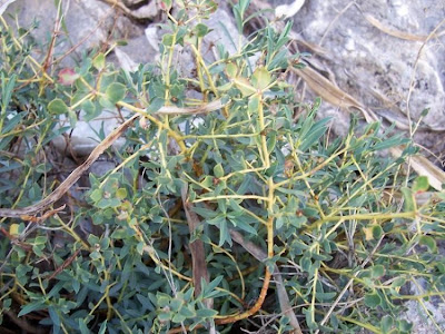 Euforbia spinosa