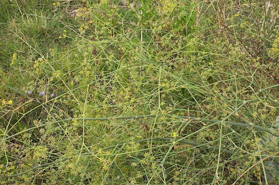 Fenchel Fenchel