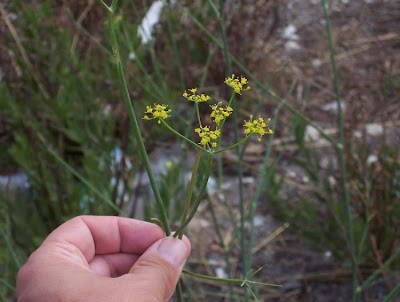 Fenchel Fenchel