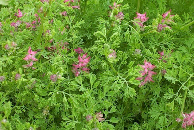 Common fumitory Common fumitory