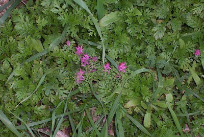 Common fumitory Common fumitory