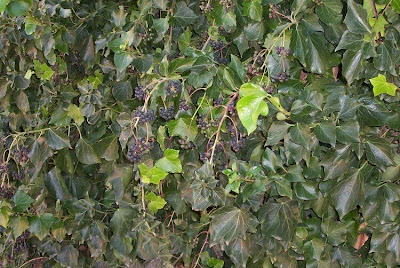 Hedera helix L.