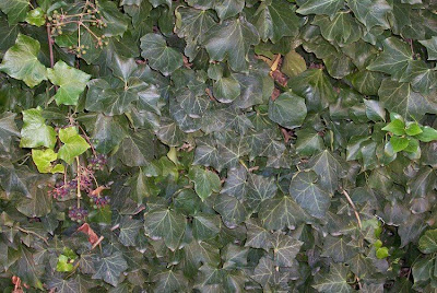 Hedera helix L.