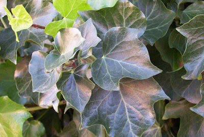 Hedera helix L.