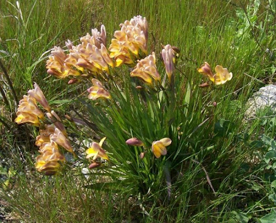 Freesia refracta (Jacq.) Klatt