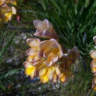 Freesia refracta (Jacq.) Klatt