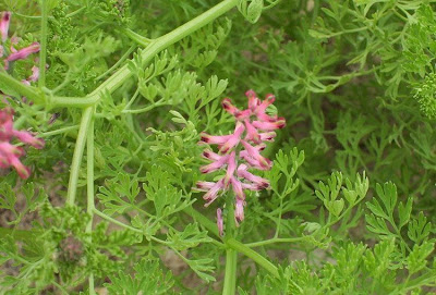 Common fumitory Common fumitory