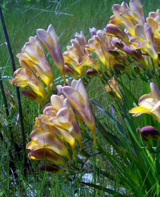 Freesia refracta (Jacq.) Klatt