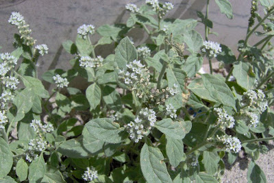 Verrucaria