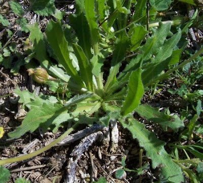 R�hrchenkraut
