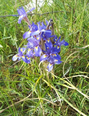 Barbary Nut
