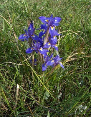 Barbary Nut