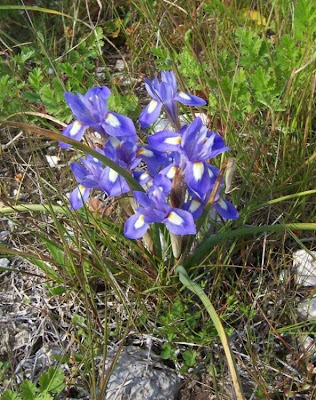 Barbary Nut