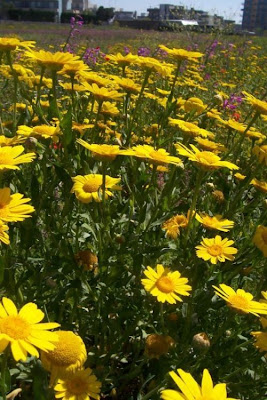 Saatwucherblume