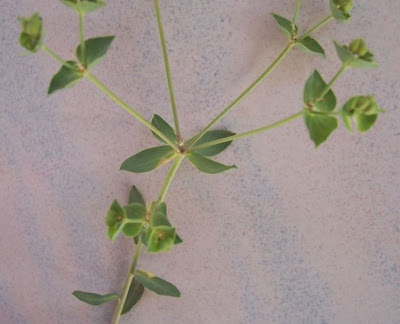 Euphorbia terracina L.