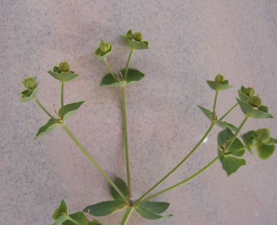 Euphorbia terracina L.