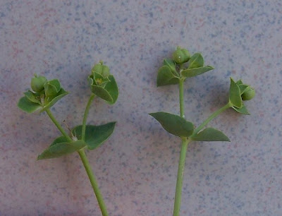 Euphorbia terracina L.