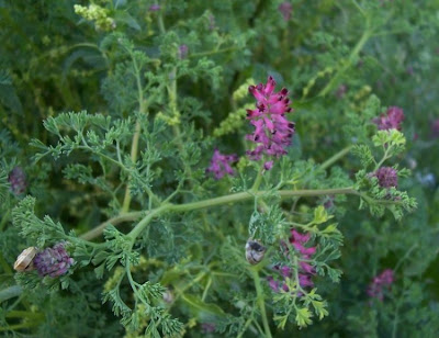 Common fumitory Common fumitory