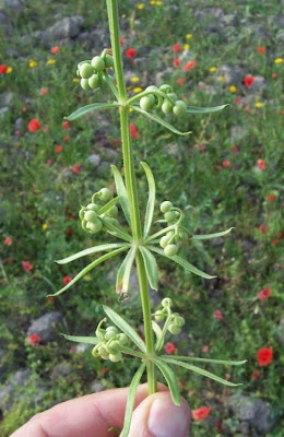 Caglio coriandolino Caglio coriandolino