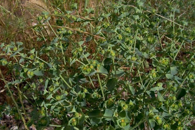 Coastal Spurge Coastal Spurge